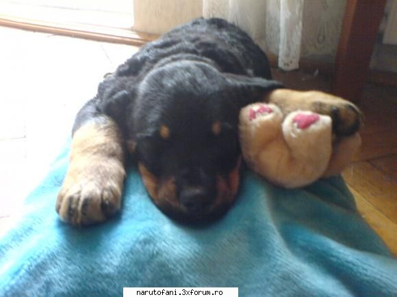 bine . aici este paco. ce animal/e de casa ai ?