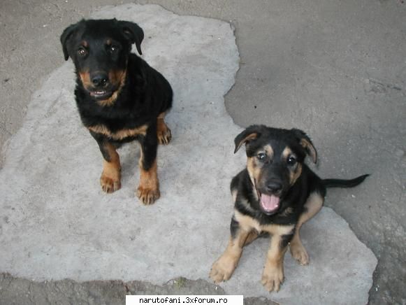animal/e casa cel din stanga este paco,iar cel care scoate limba este biju ,dar l-am dat. Poţi zbura?