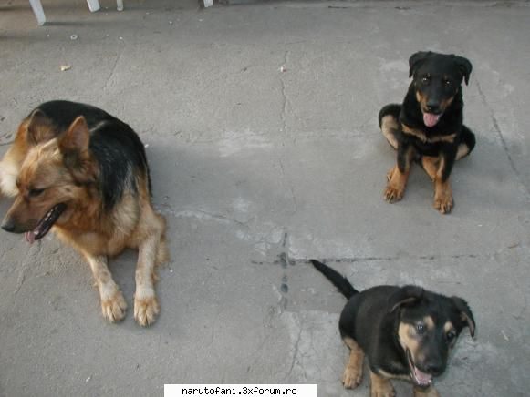 Ce animal/e de casa ai ? - si...Beky,dar nu prea are chef ,aici,de nimic. Ea - Animals.